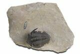 Chocolate-Brown Metacanthina Trilobite - Lghaft, Morocco #359158-3